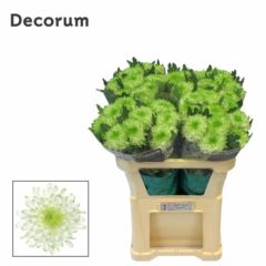RK CHRYSANT. VYŠTIP. ZEMBLA LIME