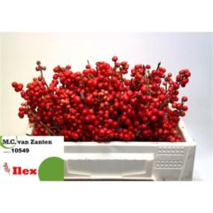 RK ILEX 30CM