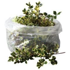 RK ILEX 3KG PANAŠ.