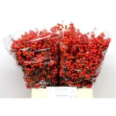 RK ILEX 40CM