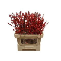 RK ILEX 80CM