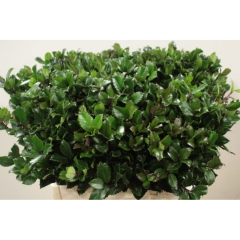 RK ILEX BLUE PRINCE