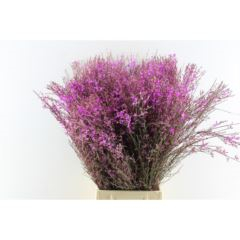 RK GENISTA 200G CERISE
