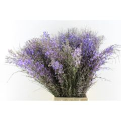 RK GENISTA 200G MILKA