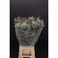 RK MIMOZA BALEJANA 200G