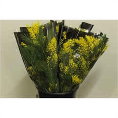 RK MIMOZA FLORIBUNDA 200G