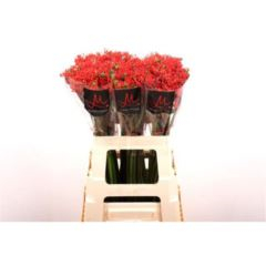 RK JATROPHA