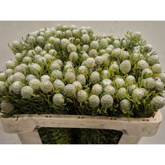 RK KAAPSGREEN JADE PEARL