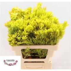 RK KAAPSGREEN PLATYSPERMUM