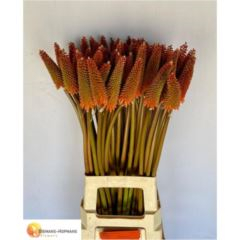 RK KNIPHOFIA
