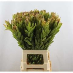 RK LAUCADENDRON GOLDSTRIKE