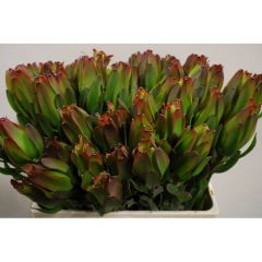 RK LAUCADENDRON LAUREL YELLOW