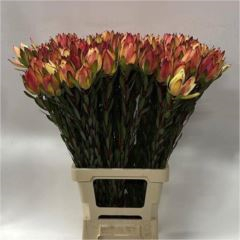 RK LAUCADENDRON MOUNTAIN ROSE