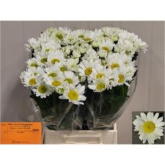RK LEUCANTHENUM