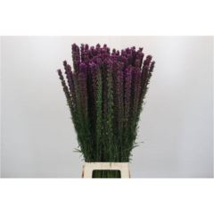 RK LIATRIS 80