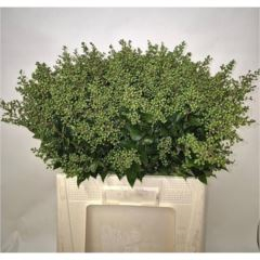 RK LIGUSTRUM PLODY