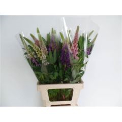 RK LUPINUS