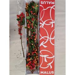 RK MALUS
