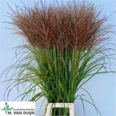 RK MISCANTHUS