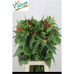 RK MONARDA