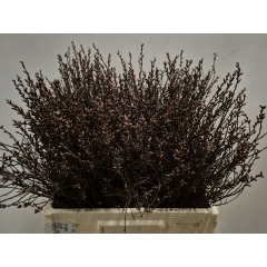 RK MYRICA GALE