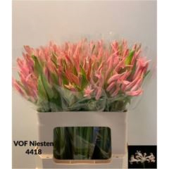 RK NERINE