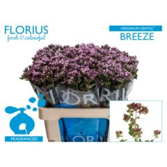 RK ORIGANUM