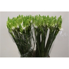 RK ORNITOGALUM THYRSOIDES