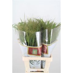RK PANICUM