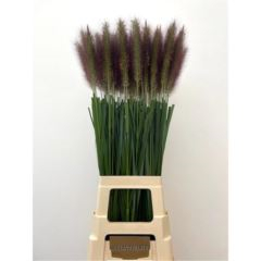 RK PENNISETUM PARADISE