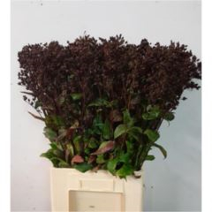 RK PENSTEMON