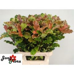 RK PHOTINIA