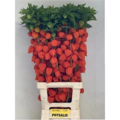 RK PHYSALIS LAMPION
