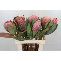 RK PROTEA BARBIGERA