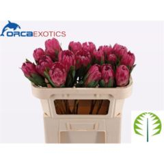 RK PROTEA BRENDA