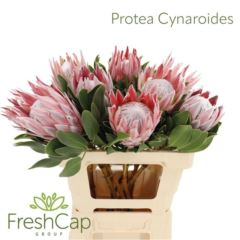 RK PROTEA CYNAROIDES