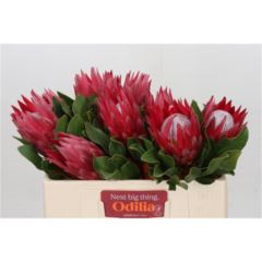 RK PROTEA CYNAROIDES MADIBA