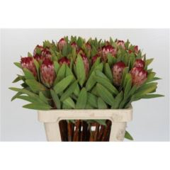 RK PROTEA ROBIJN