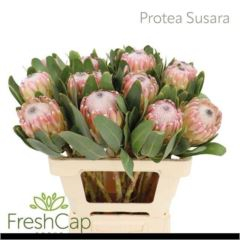 RK PROTEA SUSARA