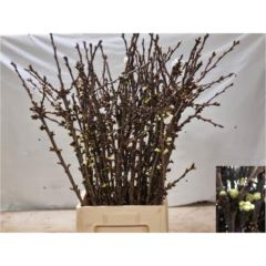 RK PRUNUS SVAZEK