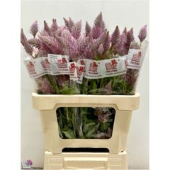 RK PTILOTUS EX MATILDA