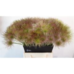 RK PULSATILLA