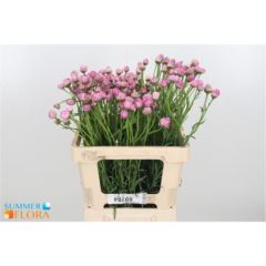 RK RHODANTHEMUM