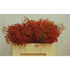 RK ROSENBOTTEL AUTUMN JOY