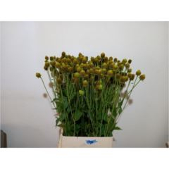 RK RUDBECKIA