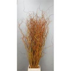 RK SALIX GOLDEN CURLS