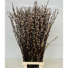 RK SALIX KOČIČKY (CATHIAS) 80-100CM
