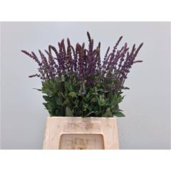 RK SALVIA