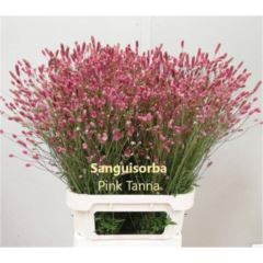RK SANGUISORBA