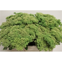 RK SEDUM